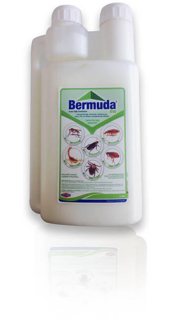 BERMUDA EW